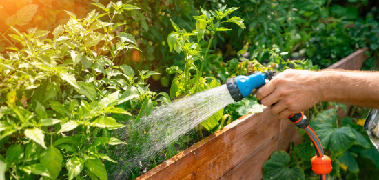 arrosage des plantes au jardin