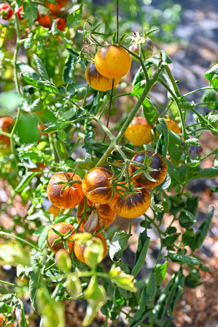 tomates