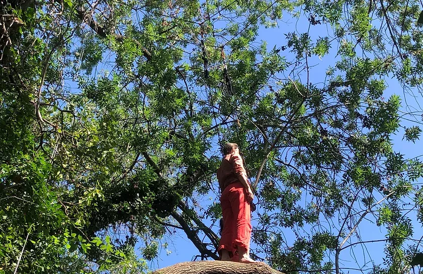 photo d'un danseur dans un arbre