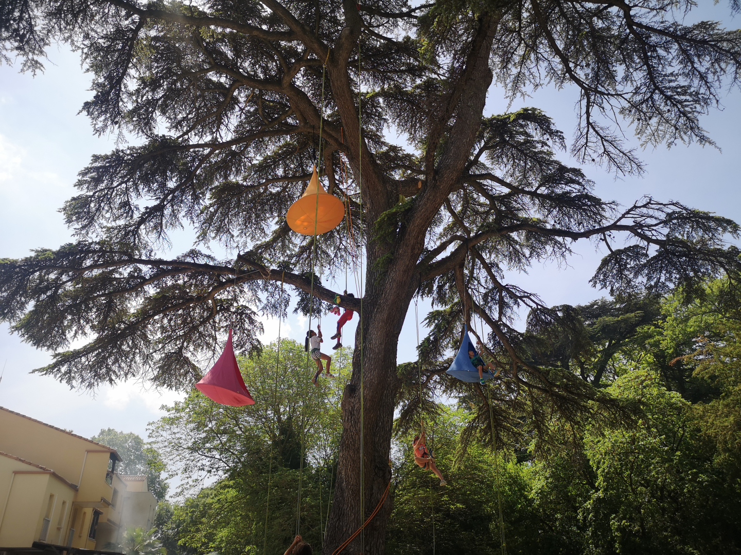 Enfants dans les arbres