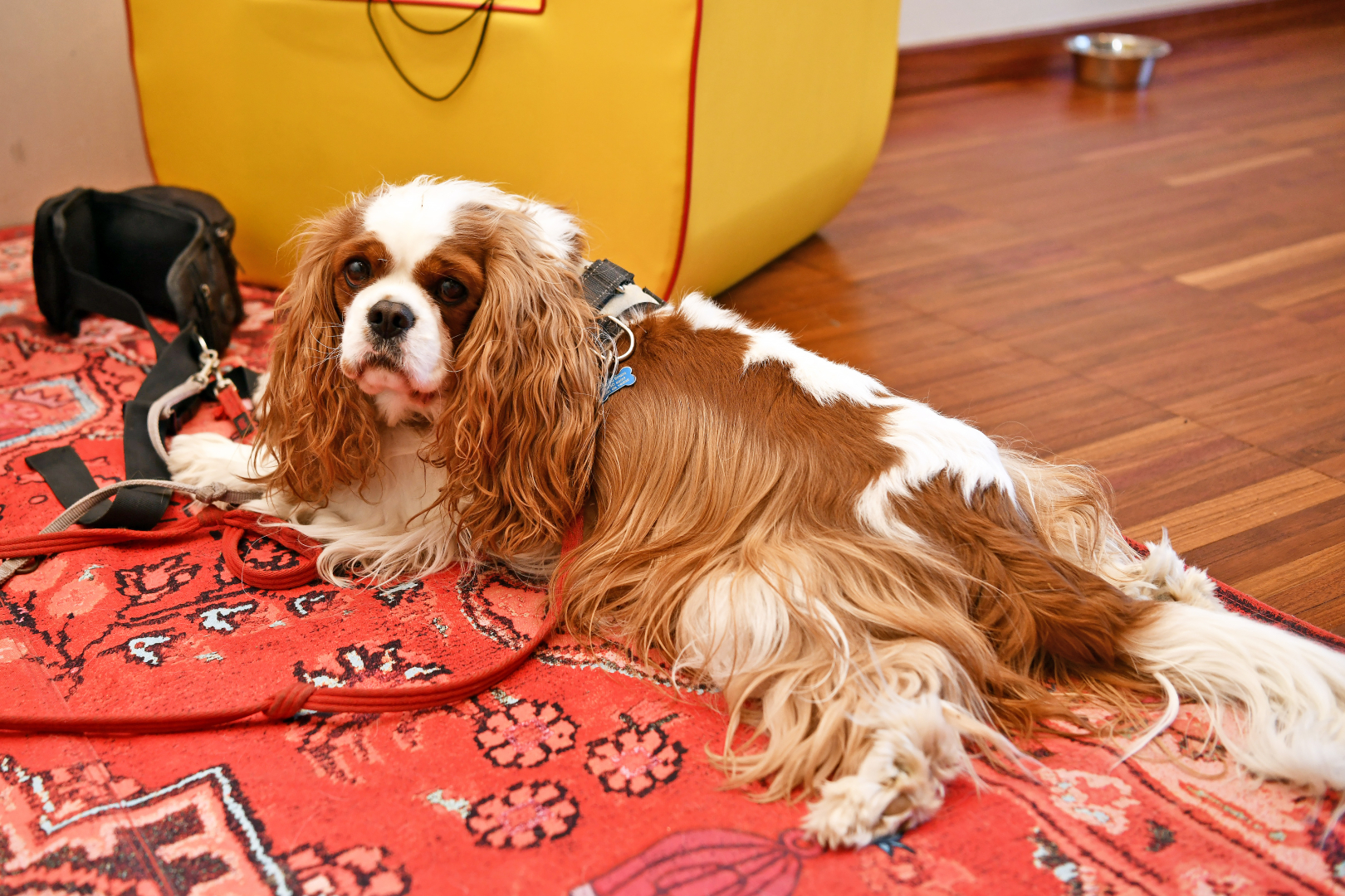 Sweety