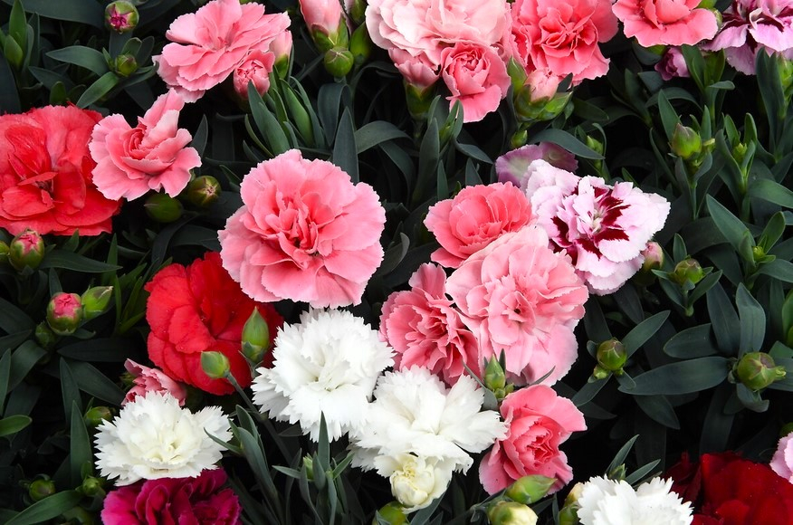 photo d'oeillets