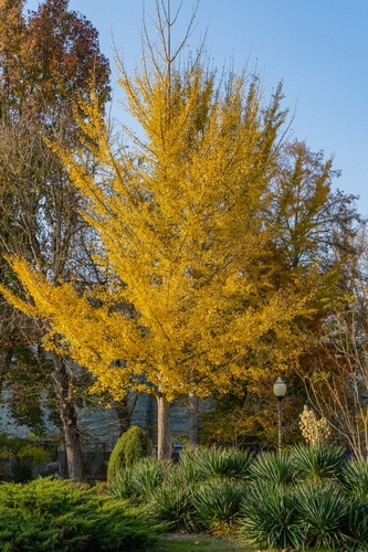 Gingko Biloba