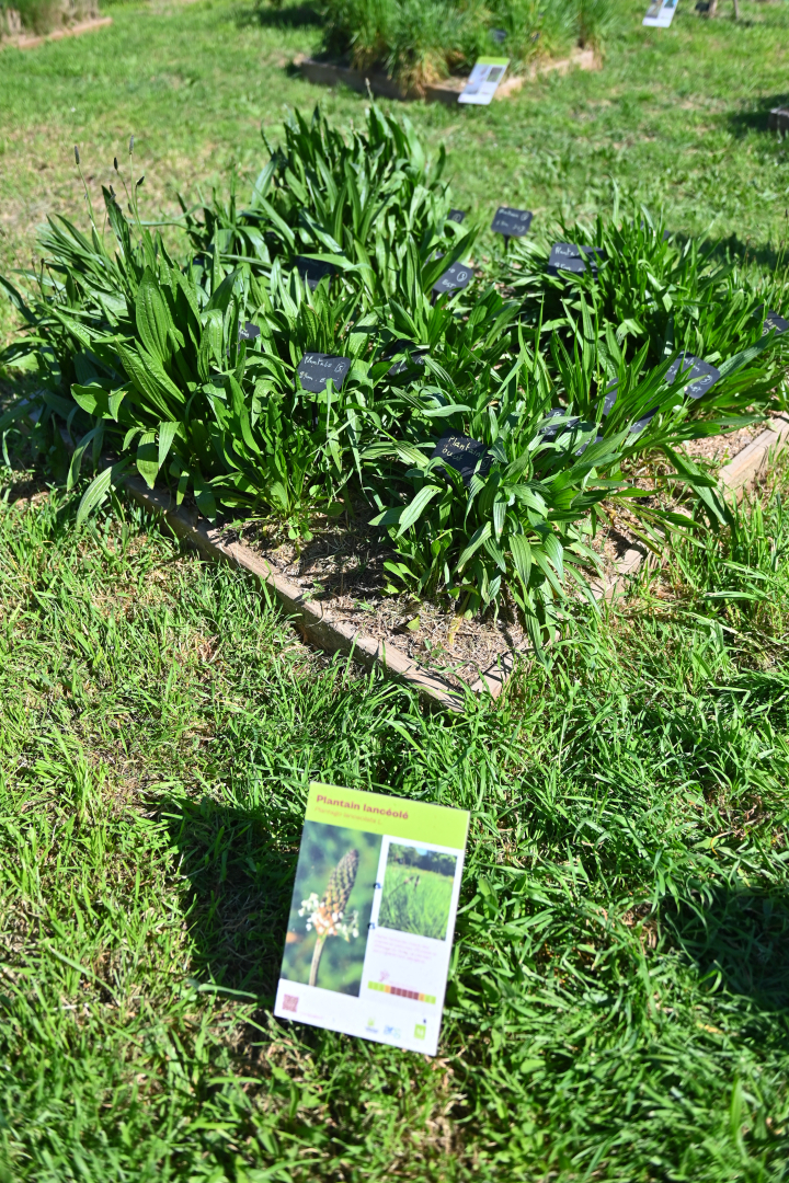 plante