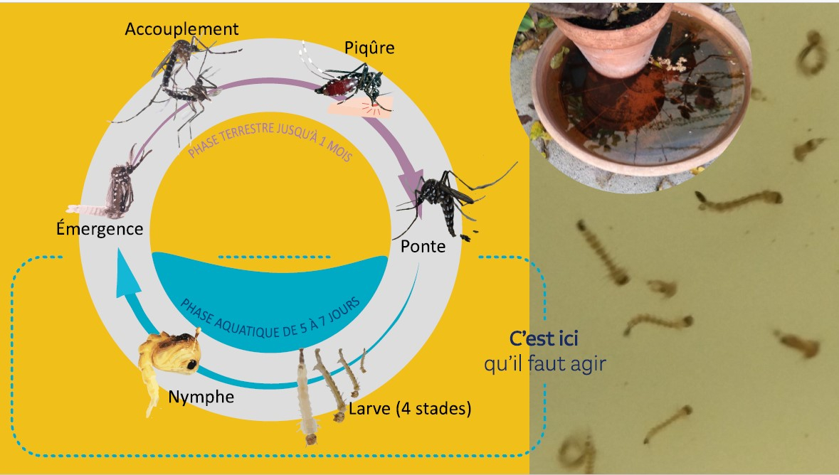 Il faut agir vite. En moins d'une semaine la larve se transforme en moustique-tigre