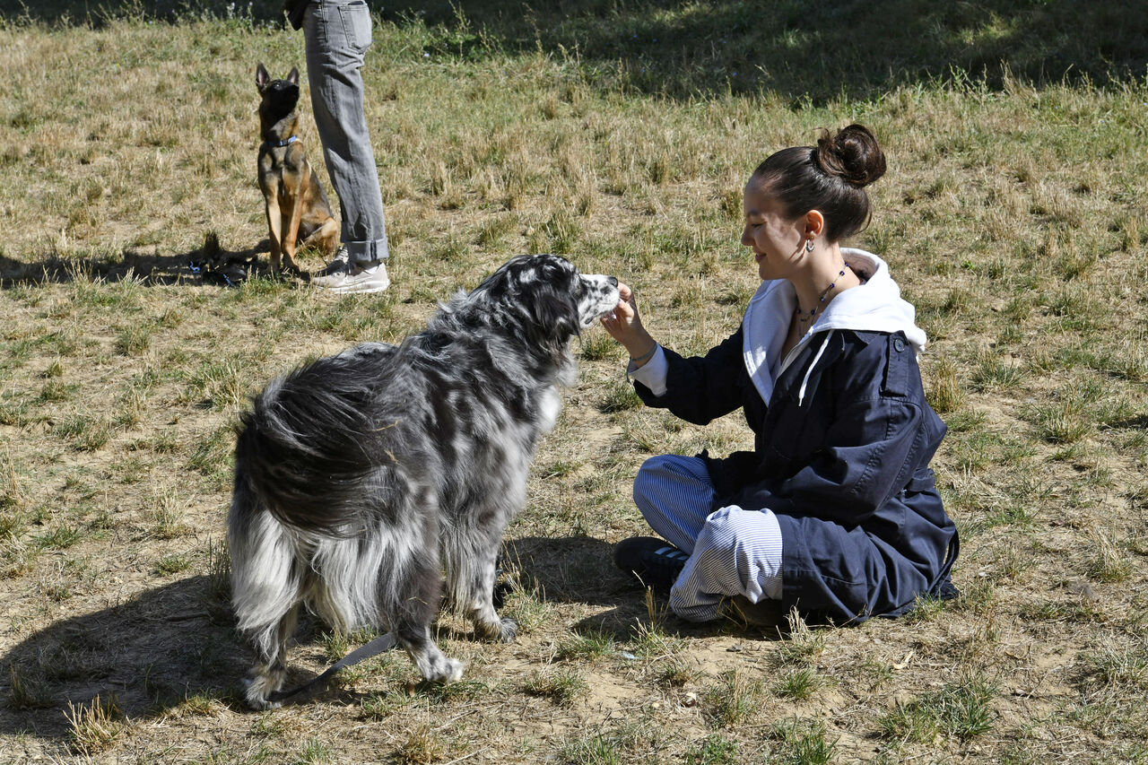 éducation canine