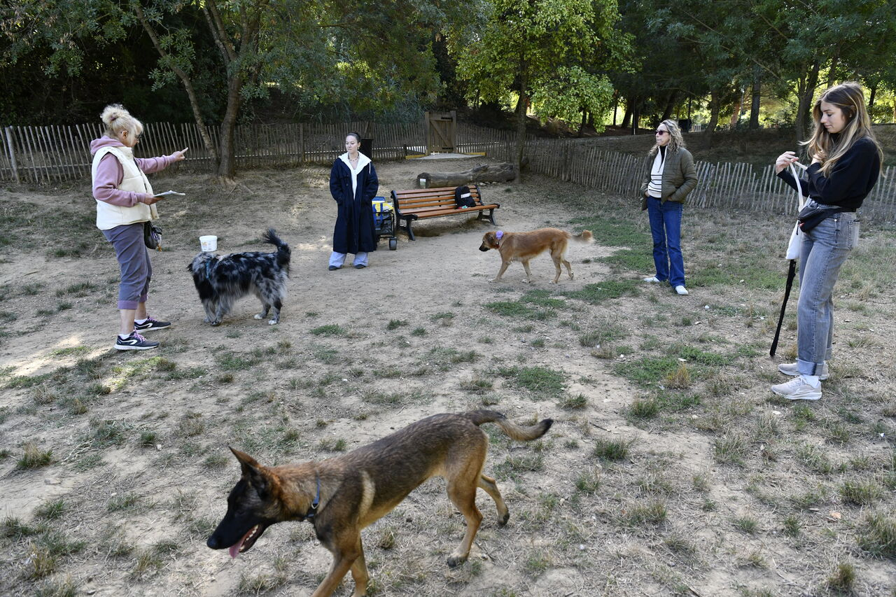 Education canine