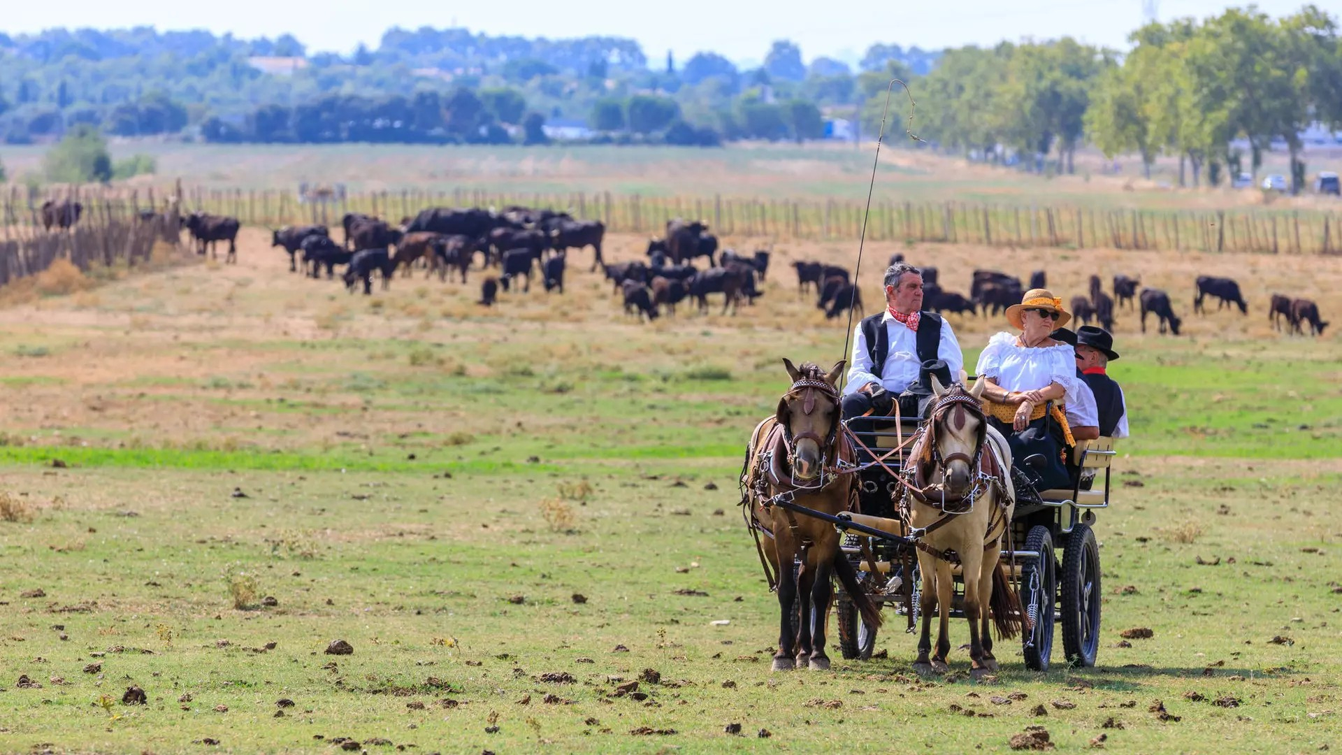 une cariole avec des personnes en costume d'époque au milieu d'un pré avec des taureaux