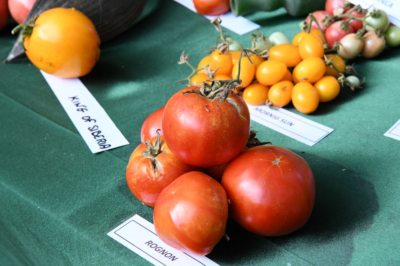 différentes variétés de tomates 