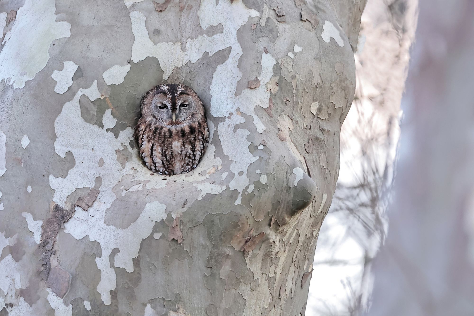 photo d'un hibou dans le trou d'un platane
