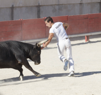 razeteur et taureau