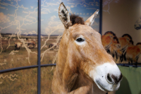 un cheval empaillé