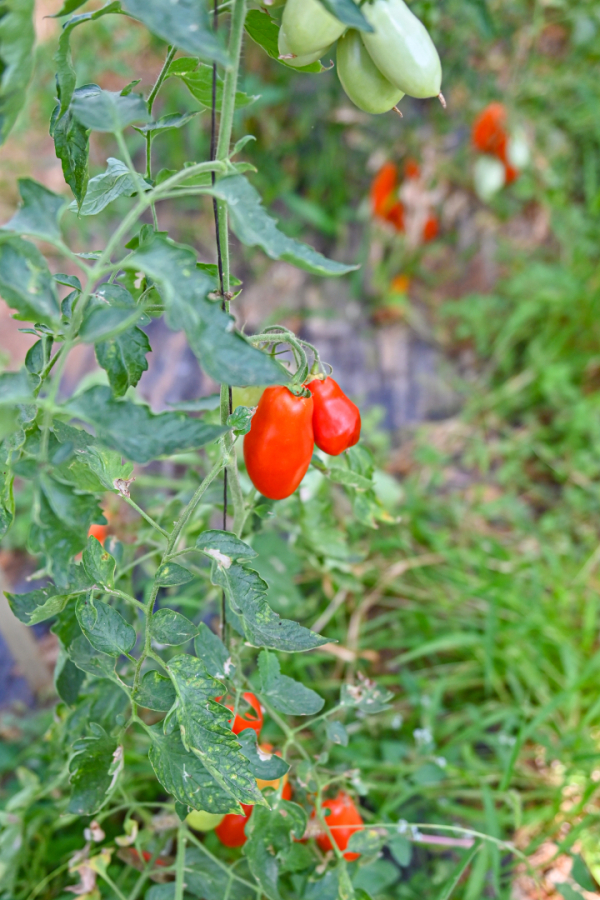 tomates