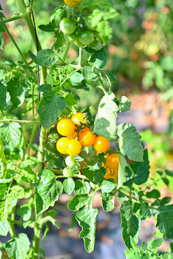 tomates