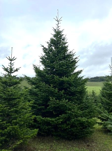 Vue d'un sapin de Nordmann dans les pépinières de JMD