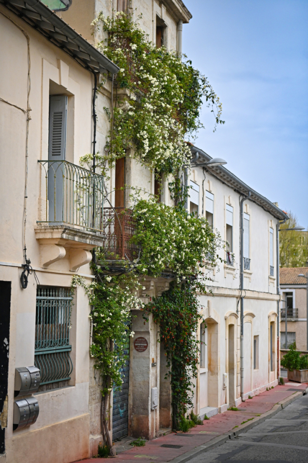 façade plantes grimpantes rue Laffite